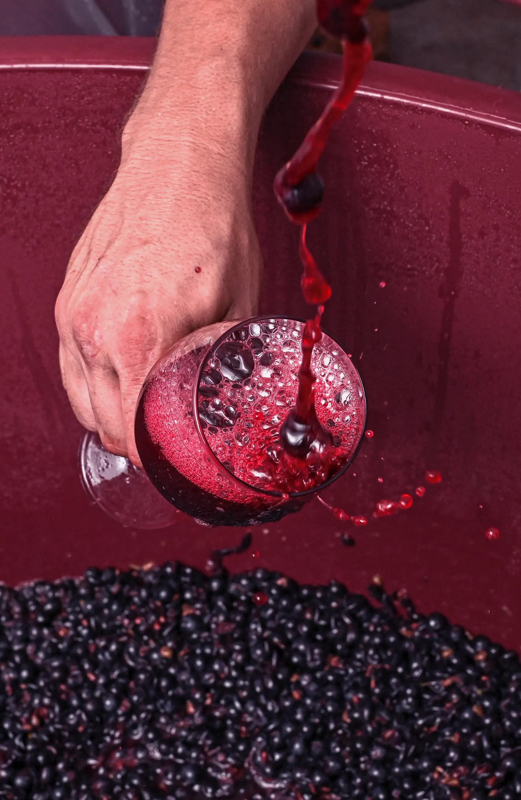 Bio borászat a természetben – fenntartható mezőgazdaság és borkészítés